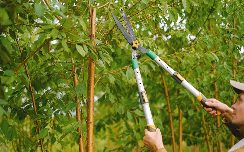 Tree trimming in Johnston City, IL
